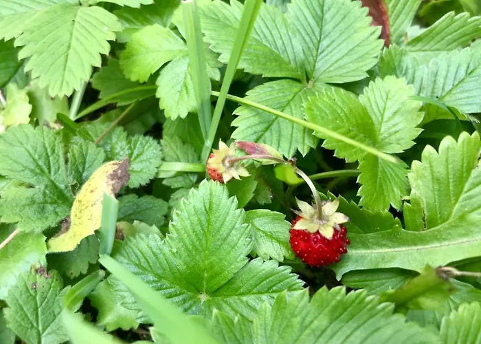 וילה Rila סמוקוב